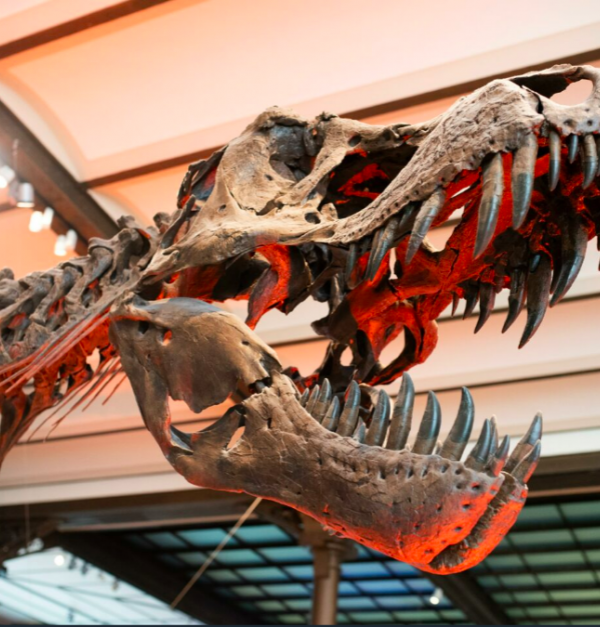 Dino